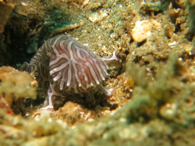 水摄圣杯迷幻安汶青蛙鱼小时候