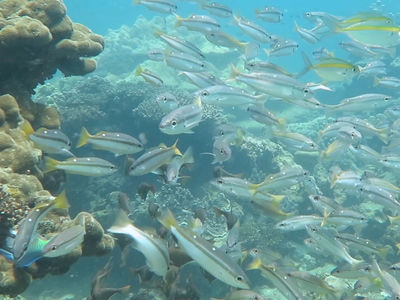 双斑笛鲷成鱼反而比幼时艳丽很多