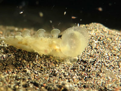 大嘴海蛞蝓捕食