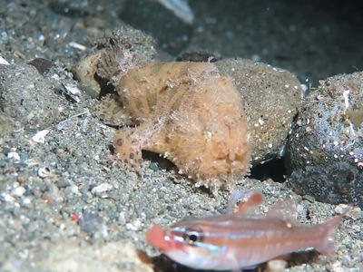 姜太公的多毛躄鱼捕食口孵卵的天竺鲷