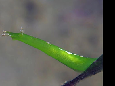 海草海兔在浅海的海草床上常见