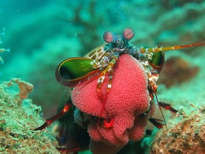 雀尾螳螂虾抱卵