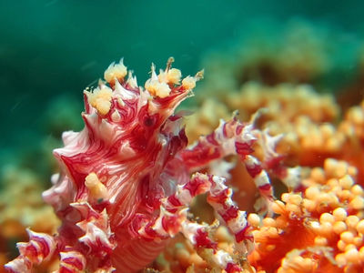 糖果蟹在大流中觅食