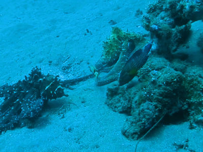 大蓝章鱼在交配后就迅速衰退进入死亡周期