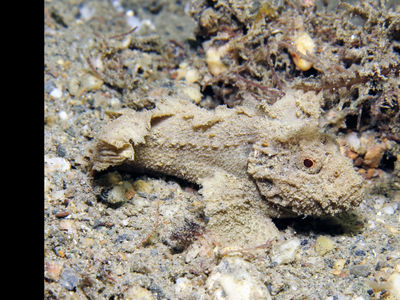 幽灵绒皮鲉你这么毒,为啥还要假装枯木棍子