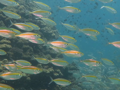 金带细鲹总是成群出现,很容易跟黄笛鲷混淆