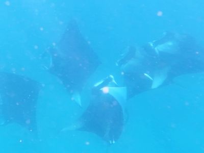 礁蝠鲼群的几种觅食方式