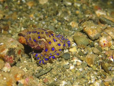 剧毒的蓝环章鱼拟态树叶