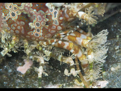 复杂花纹的花斑扫帚虾很具有伪装性