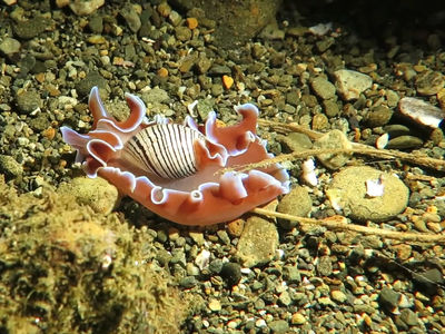 夜行美人儿玫瑰花瓣泡螺