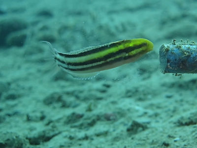 短头鳚互咬抢占地盘