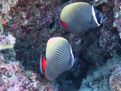 红尾蝴蝶鱼因其美丽的体色和图案,常被作为观赏鱼类。