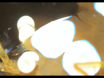 海葵共生虾在摇头晃脑