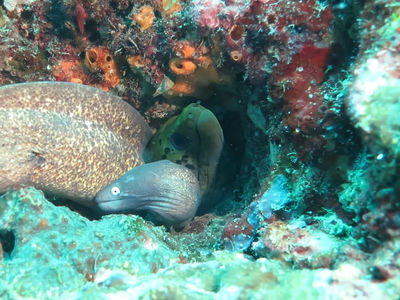 三条海鳗挤居在一个洞里
