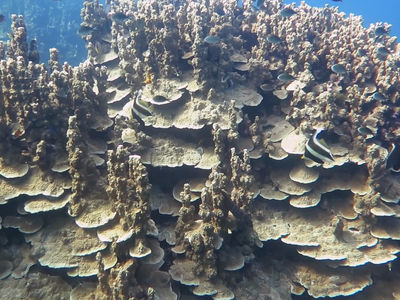 印度庙塔林式硬珊瑚