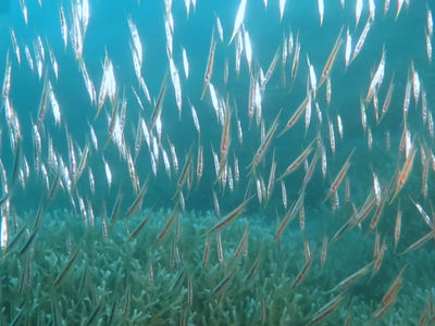 刀片鱼风暴,简直就是一场交响乐