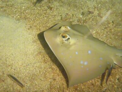 一个被鱼胖揍的夜潜