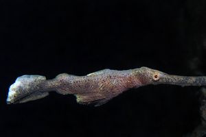 Solenostomus