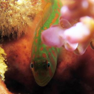 Gobiodon histrio