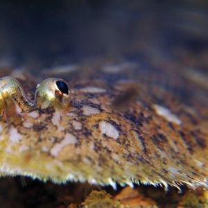 Aseraggodes xenicus