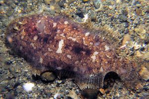Aseraggodes xenicus