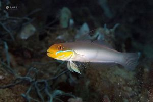 Valenciennea strigata