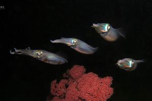 Sepioteuthis lessoniana