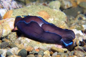 Tubulophilinopsis gardineri