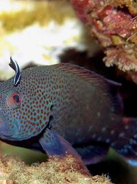 红九棘鲈juvenile