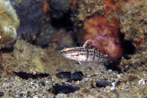 Amblygobius phalaena
