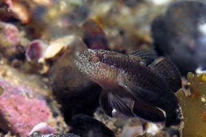 Asterropteryx ensifera