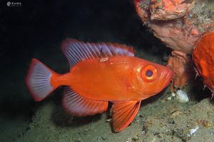 Priacanthus sagittarius