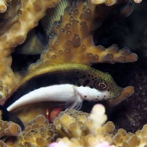 Paracirrhites forsteri