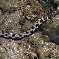 斑纹花蛇鰻