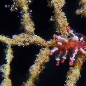 Eubranchus