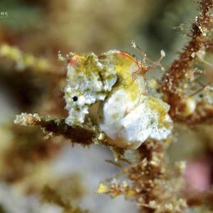 Hippocampus pontohi
