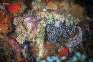 Lophiocharon lithinostomus