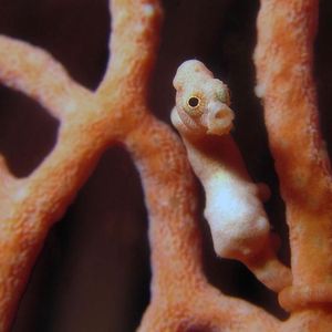 Hippocampus denise