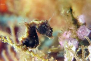 Hippocampus pontohi