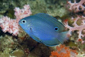 Pomacentrus burroughi