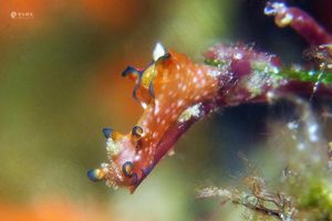 Aplysia parvula