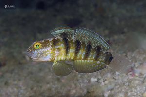 Amblygobius sphynx