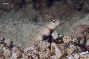 Amblyeleotris guttata