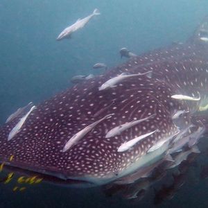 Rhincodon typus