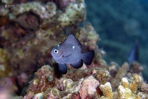 Dascyllus trimaculatus