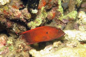 Cephalopholis urodeta