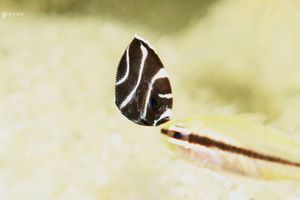 Pomacanthus imperator