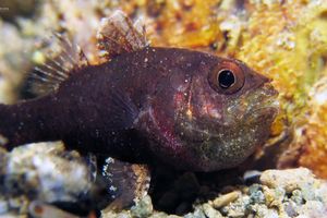 Ostorhinchus hoevenii