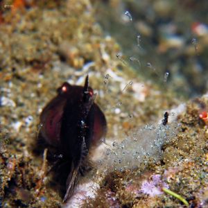 Foa brachygramma