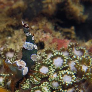 Thor amboinensis